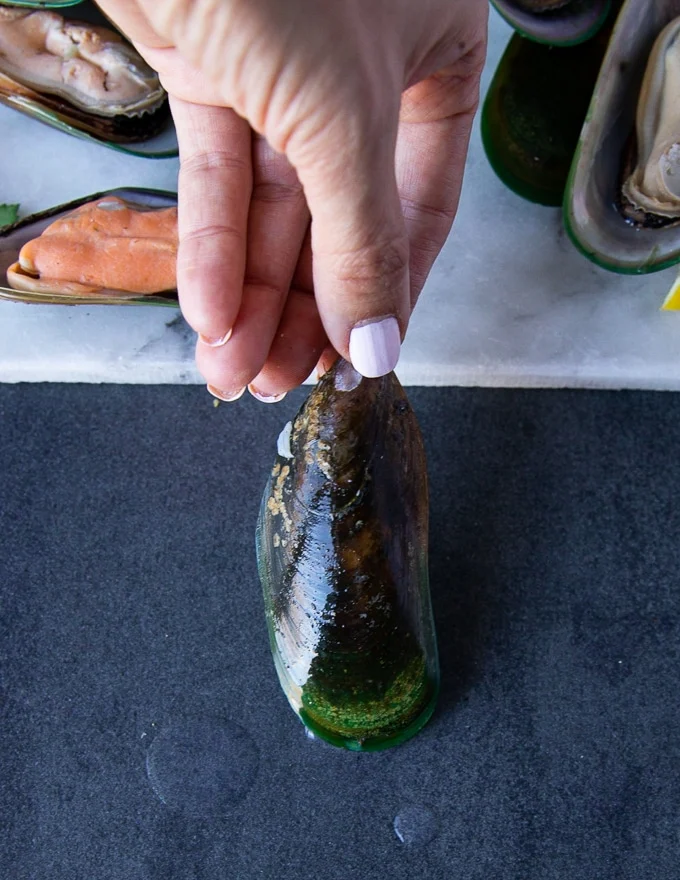 A hand holding a raw green mussel or new zealand mussel on the shell to show the green shell of the mussel